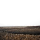 순천만 습지 이미지