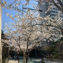 동작충효길 7코스 까치산길 | 봄에 걷기 좋은곳, 동작충효길7코스(까치산길)에서 반려견과 꽃놀이🌸 From, 블로그씨