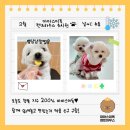 댕댕이 하우스 | (광주강아지유치원 마마스미독펜트하우스) 댕댕이들 행복지수 200%