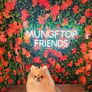 강아지놀이터 이미지