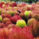 식물이야기 이미지