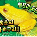 경칩맞이 행운의 황금 개구리를 소개합니다 이미지