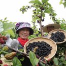 김철수농장 이미지