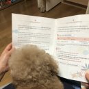 바오캘리 이미지