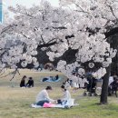 대전 신탄진 벚꽃이 만개 하였어요.(04,08일) 이미지