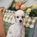 바비펫샵 이미지