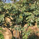 원준농장 이미지