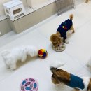 오올치 이미지