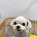 여수죽림동물병원 애견미용실 이미지