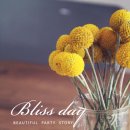 블리스데이(Bliss Day) 이미지