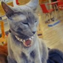 마오네(1호점) 이미지