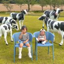 와우목장 | 아기랑 낙농체험 이천 와우목장 - 치즈만들기 , 아이스크림만들기 , 젖소 먹이주기 , 송아지 우유주기...