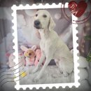 지오애견미용샵 이미지