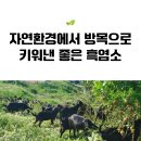 완도약산흑염소/당뇨/기력에 좋은 재료들을 제철에 맞는 재료로 넣어 만든 흑염소농장 직영 흑염소진액☆ 이미지