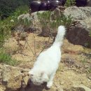 뽑고가리 이미지