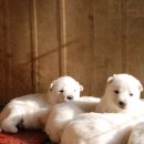 산들 강아지 이미지