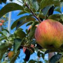 금계농원 이미지