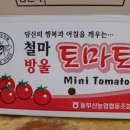 대추 방울 토마토 판매 합니다. 판매 완료 이미지