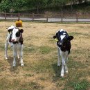 이주목장 이미지