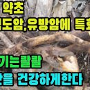 다래나무(목천료)―탁월한 항암효과! 위를 튼튼하게 해주고 간을 건강하게 한다 조회수 1.2만회 3년 전 이미지