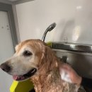 향기롭개 이미지