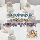 댕냥이 점빵 이미지
