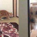 천사캣 이미지