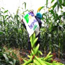 소가주천 이미지