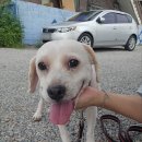 몽구리DOG 이미지