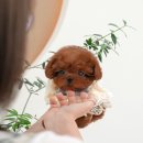 펫토이동물병원 이미지