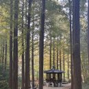 장태산자연휴양림 | 대전 가볼만한 곳 장태산 자연휴양림 후기 및 주차