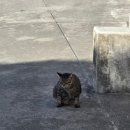 중부동물병원 | 혼자 오키나와 뚜벅이 여행(중부편) :: 요미탄에서 차탄까지 고양이만 잔뜩 본 힐링여행