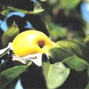 대문농장(2) 이미지