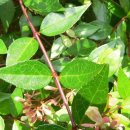 댕강 댕강 이미지