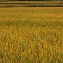 황금소아청소년과의원 이미지