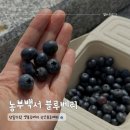 생블루베리 추천 농부백서 당일수확 국산블루베리 리얼후기