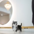 퍼피슈가 이미지