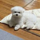힐링펫샵 네이버블로그