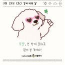 강아지 꼬야 이미지