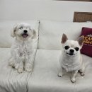 엄지애견미용 이미지