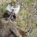 화천군수달연구센터 이미지