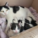 함께냥 평택점 이미지