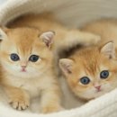 강남 고양이 분양 냥블리 이미지