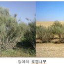 로뎀나무 이미지