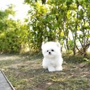 야옹아 멍멍해봐 강아지고양이 평택점 이미지