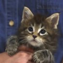 고양이입양소 이미지