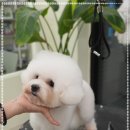 대구애견미용 모여라솜뭉치 이미지