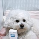 본덴탈 | 강아지 치석제거 도움템 본아페티 덴탈드링크 솔직 후기