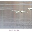 백조 - 동구 | 백조