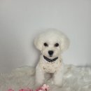 베이비독 이미지